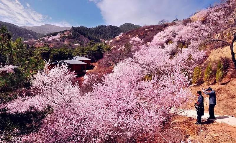 桃花沟