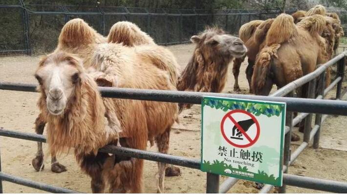 大连森林动物园微博发布关于游客薅骆驼毛事件