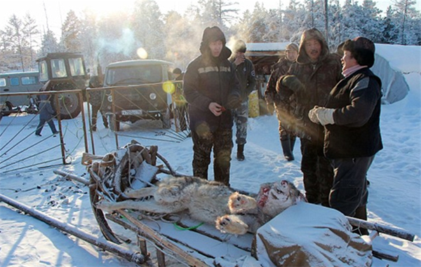 俄罗斯是如何对付泛滥的西伯利亚狼？用狼肉蒸包子