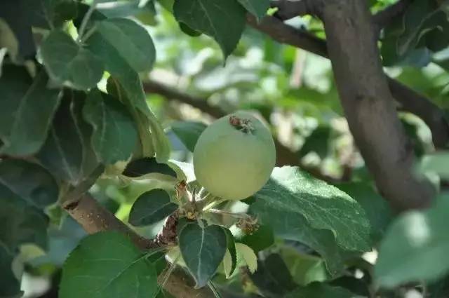 既是枝条旺长的阶段,也是苹果迅速膨大和花芽形态分化阶段.