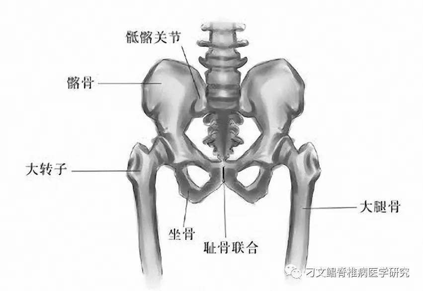 其中,髋骨是由髂骨,坐骨及耻骨联合组成的不规则骨.