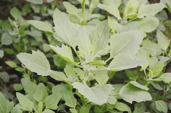 藜麦培育出来的幼苗可做藜麦牙烹调食用,植株长到50厘米左右可以把其