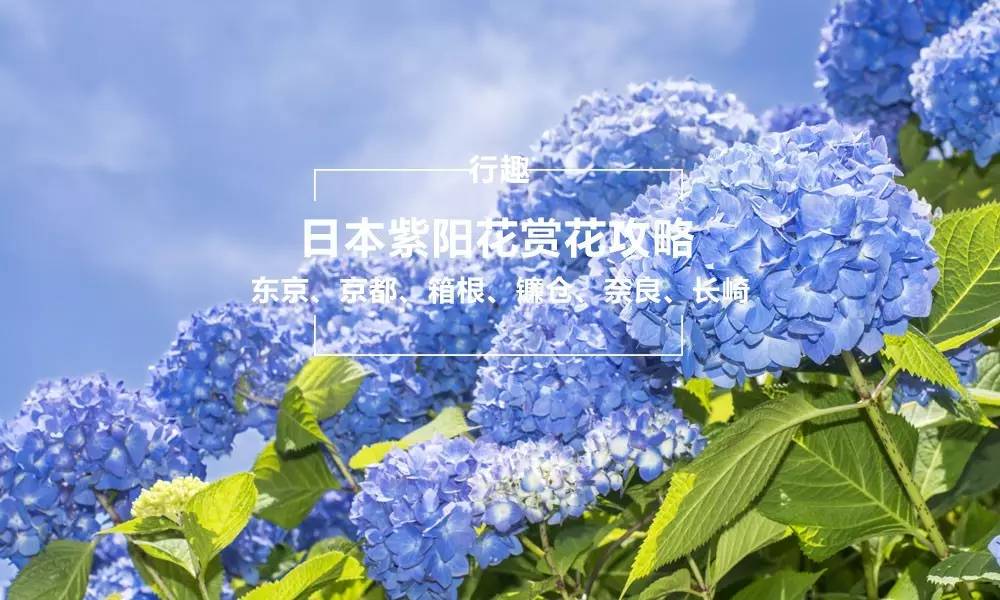 6月的日本最美好是紫阳花开 附10条赏花攻略