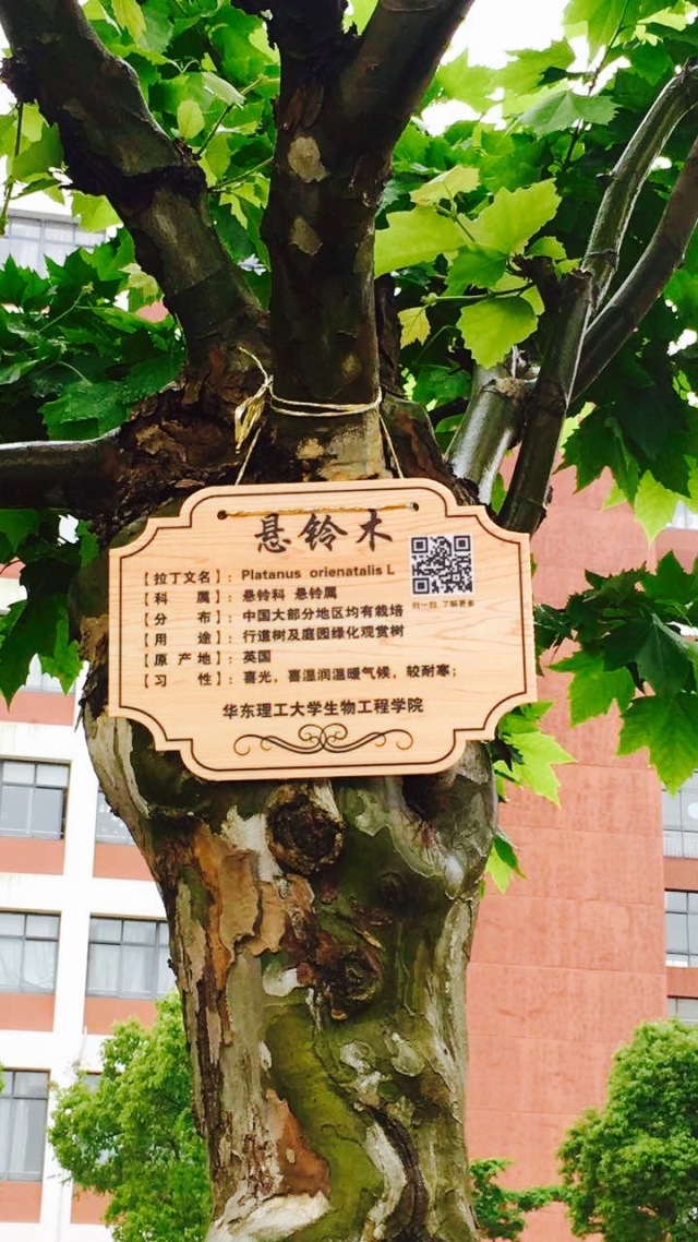 【春风十里,点绿华理】生工学子热情为校园植物挂牌
