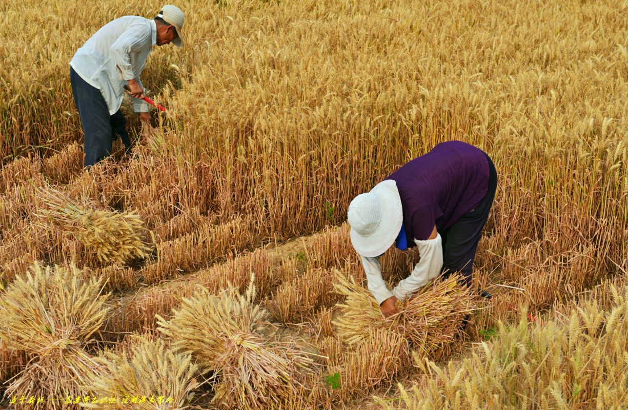 麦子小麦高清摄影大图-千库网