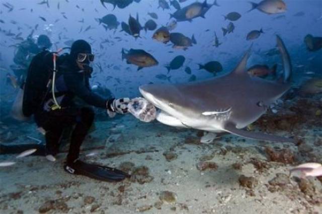斐济 汤加 | 终于实现喂鲨鱼,观大翅鲸的梦想了!