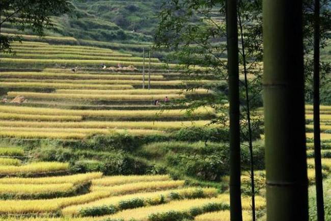 仁化最美乡村|凌溪革命老区高坪村