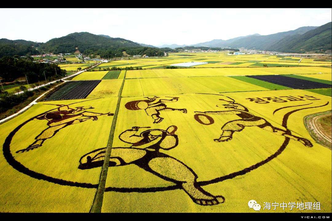 锡伯族有种植稻田画祈福的传统,稻田画先设计好要表现的图形,利用先进