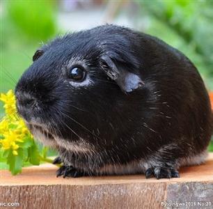 英种荷兰猪短毛britain guinea pig