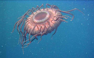 atolla jellyfish ( 警报水母 )