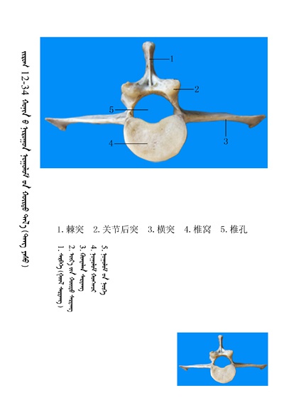 史上最全绵羊骨骼名称图解蒙古文汉文对照建议收藏