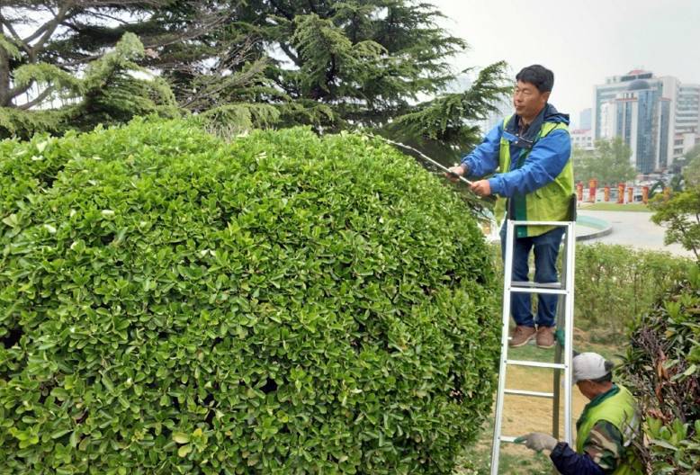 植物修剪技术,果断收藏