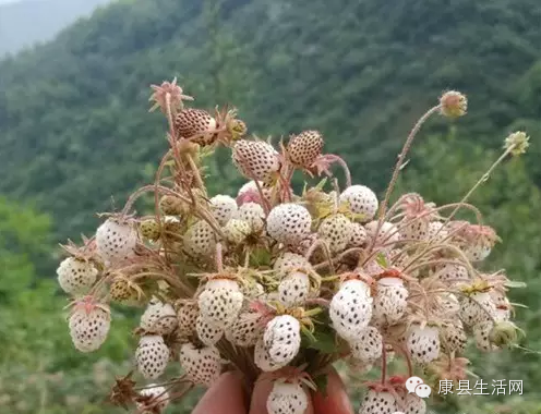 瓢子 农历四五月份成熟,这时候有的地方整个山上都是,红的,白的,粉的