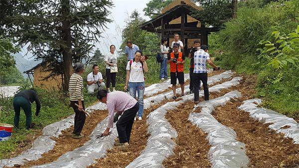 汇川区沙湾镇产业发展助推脱贫