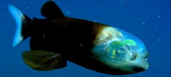 barreleye (大鳍后肛鱼)