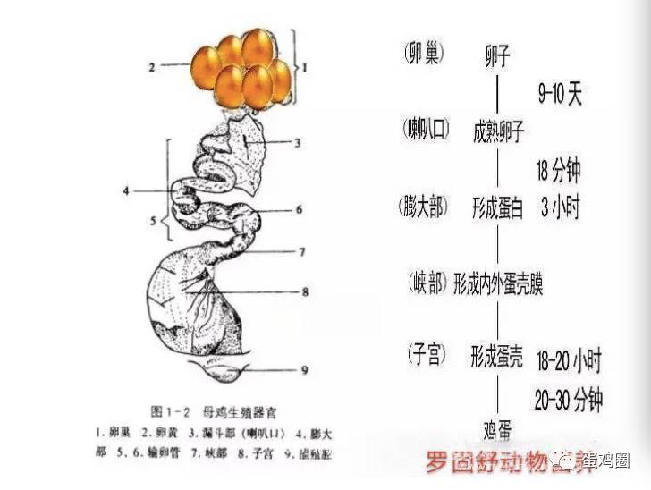 卵黄发育过程中,卵巢有炎症出血的蛋黄