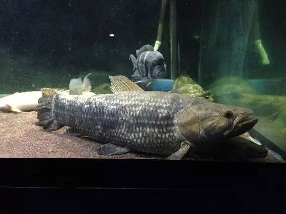 鱼,是南美洲等大1v1最强的河怪hoplias aimara 巨牙aimara体长破米