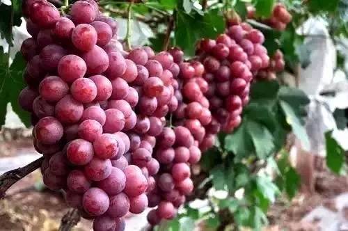 宾川高原特色水果产业新闻发布会及葡萄展销