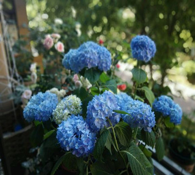 悠长的夏日,你也可以拥有唯美梦幻的蓝色绣球!