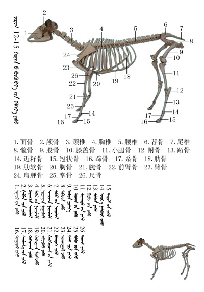 史上最全绵羊骨骼名称图解,蒙古文 汉文对照 建议收藏!