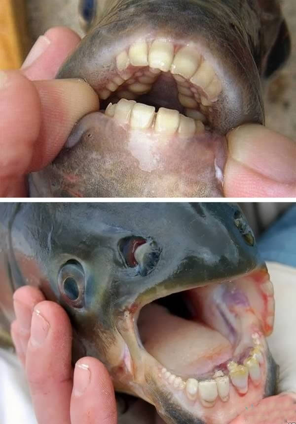 长着人类一般牙齿的鱼 十大最奇怪的牙齿 pacu是生活在南美的一种淡水