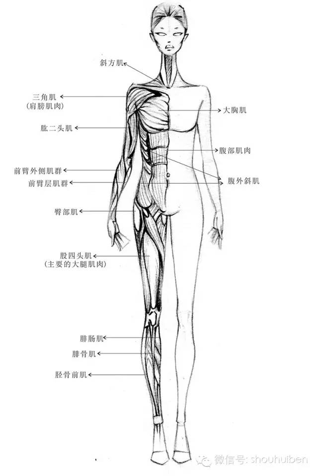 就是什么是人体的中心线,什么是人体的重心线