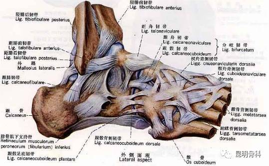 人的脚后跟由33个关节和100多块肌腱和韧带组成,脚底的韧带紧连着跟骨