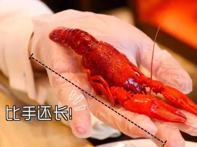 ￥228/位--5种口味小龙虾+波士顿/小青龙畅吃！凯宾斯基豪门级双龙虾盛宴！