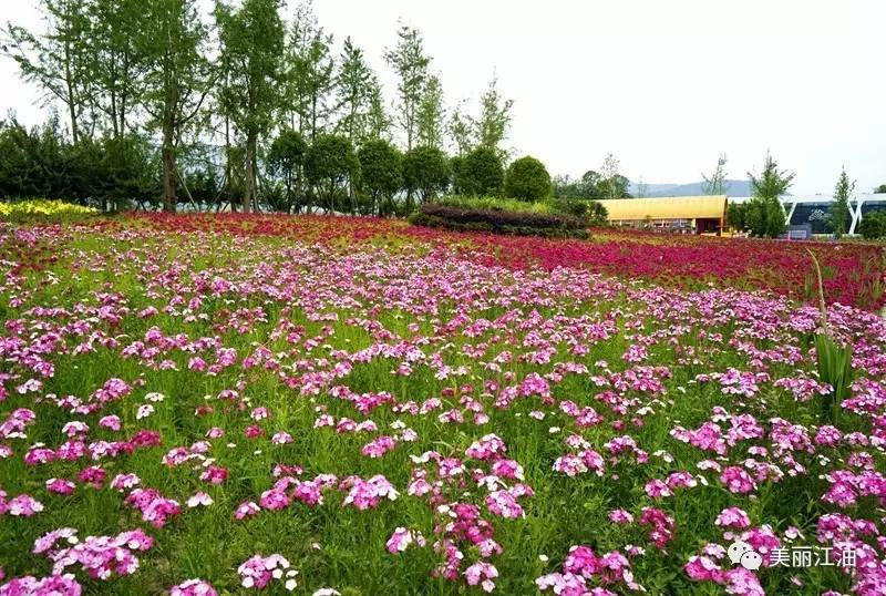 爱情谷花海里那个"浪"!