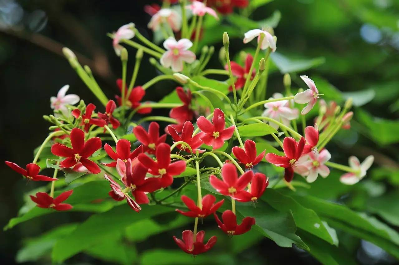 别名留求子,索子果,英文名rangoon creeper(仰光藤,使君子科(com