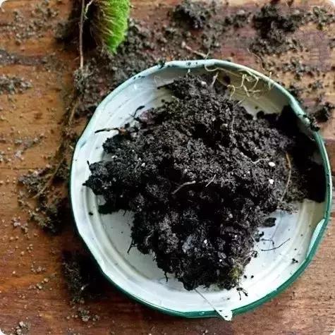 不花一分钱！打造属于你的罐头苔藓微景观世界