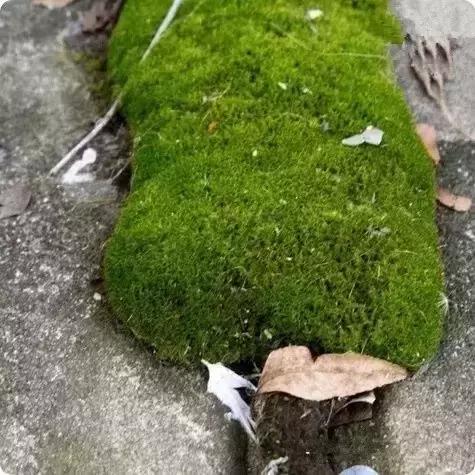 不花一分钱！打造属于你的罐头苔藓微景观世界