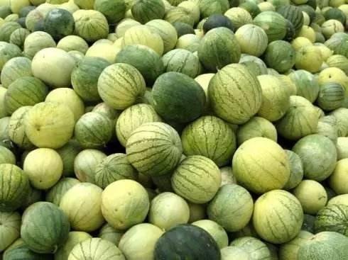 西瓜子是西瓜的籽吗图片
