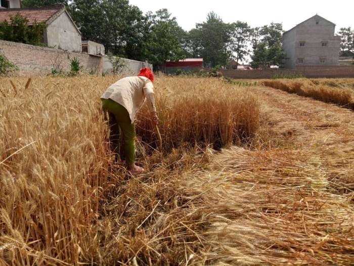 致敬农民: 37度酷暑, 农村妇女在地里用镰刀割麦