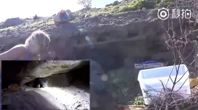 小奶狗洞穴艰难求生，救援组织挖洞施救！