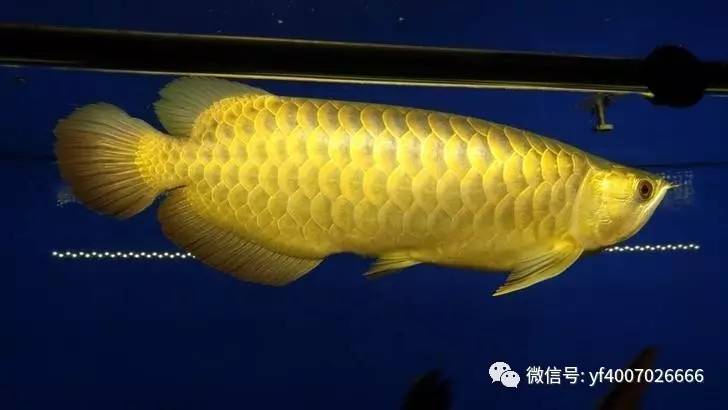 水族百科（龙鱼篇）