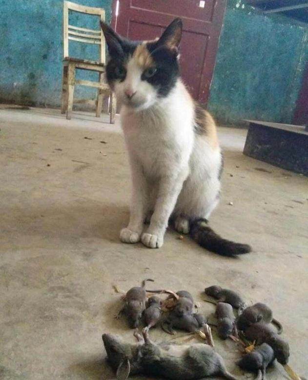 流浪猫被收养，第二天就抓了一堆老鼠报恩！