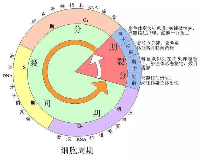 细胞周期的生物学模型主要有以下四类:线段描述,表格数据描述,坐标图