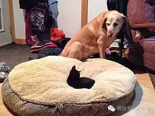 汪星人的床总被猫咪霸占，这眼神好可怜。。。