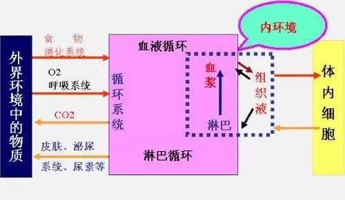 易错点19:体液免疫和细胞免疫过程中各类细胞的作用