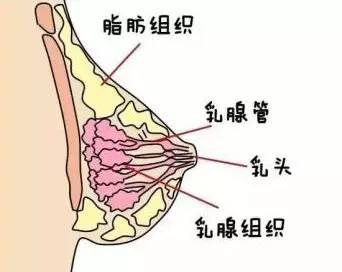 时尚 正文  感美胸不能没有诱人乳沟.