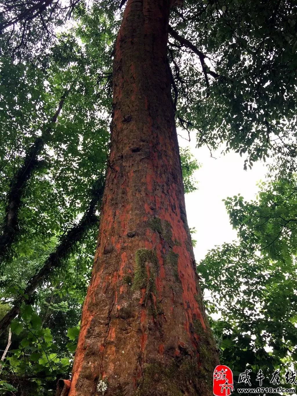 据当地的村民讲,这树土名叫"抱虼蚤树",每年树都要脱皮.