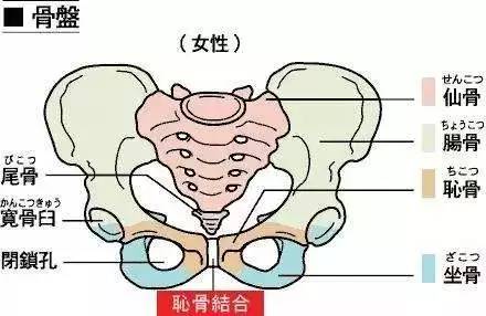 3,耻骨痛 耻骨痛位于阴毛的上缘部位.