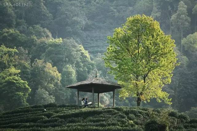 夏天才刚萌芽，就爱上了杭州珍藏的六个避暑圣地！