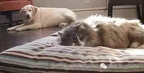 汪星人的床总被猫咪霸占，这眼神好可怜。。。