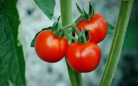 原来番茄和它才是绝配，赶走湿热烦躁，营养翻倍