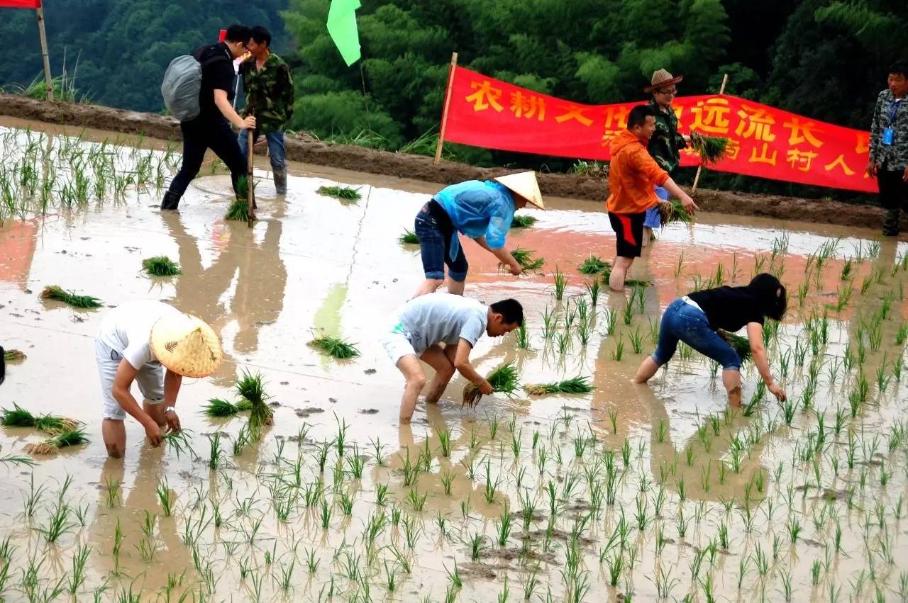 今天,泽雅屿山首届插秧节,真热闹