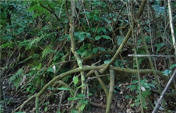 在南方的山里有一种奇怪的树藤,它喜欢生长在2000多米的溪沟,山坡杂木
