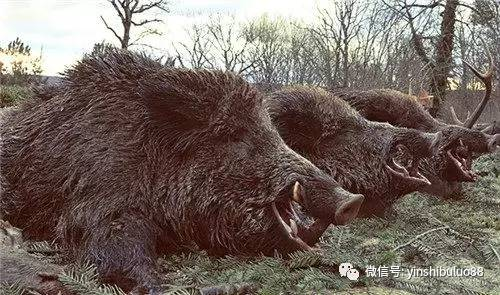 美国盛产最大野猪,屡剿不灭,中国吃货表示不服!
