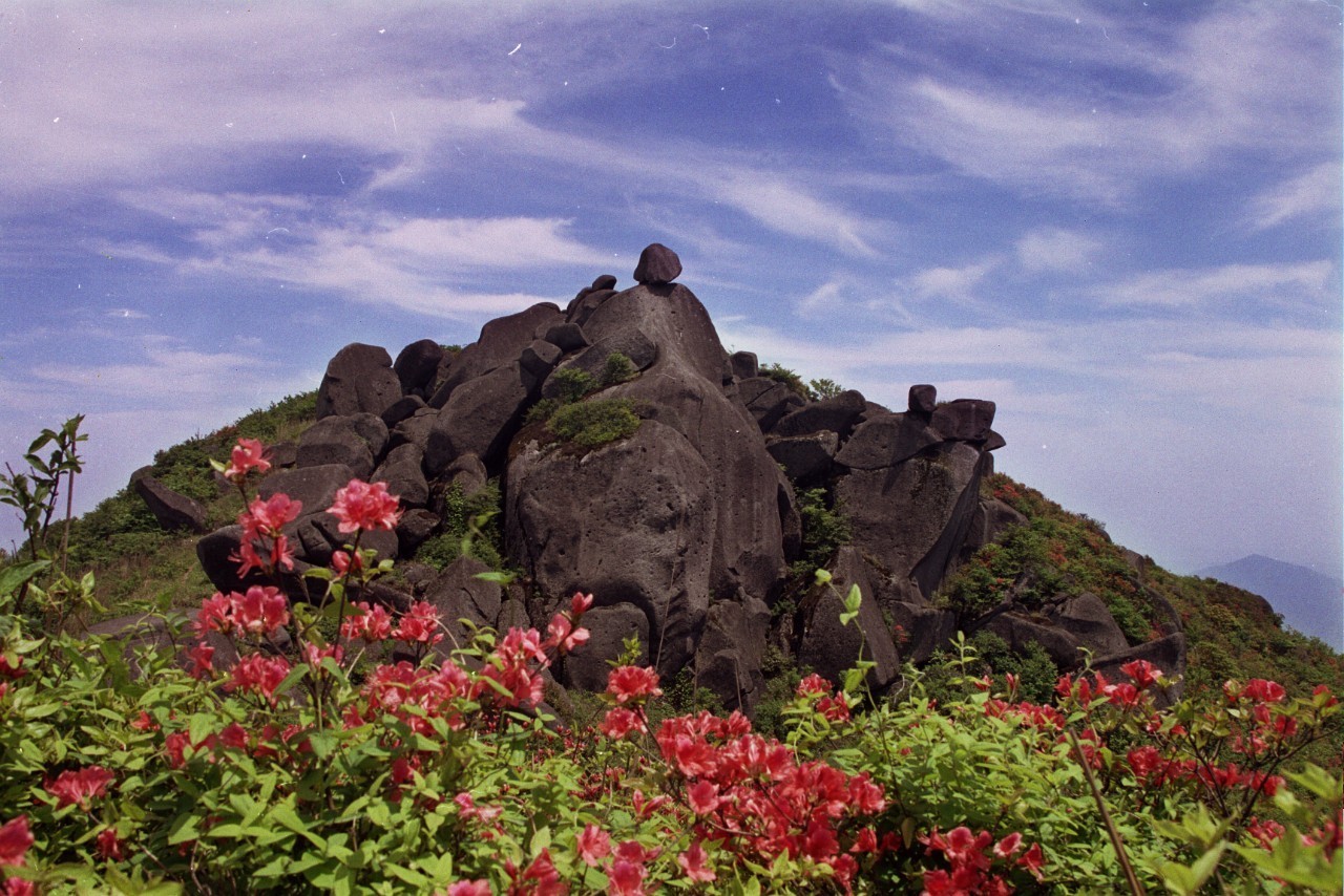 石花总人口_海石花图片(3)